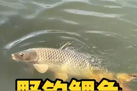 野钓鲤鱼终极干货 最强干货，理解了这些，野钓鲤鱼收获又大又多！#原来钓鱼才是抖音运动顶流 #野钓 #野钓鲤鱼视频封面