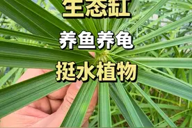生态缸养龟养鱼最强挺水植物--水竹 #生态缸养龟 #生态缸养鱼视频封面