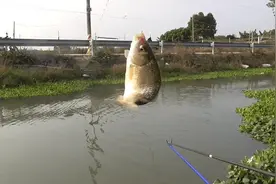 春钓鲫鱼的最佳味型，#钓鲫鱼饵选味型的4个要诀视频封面