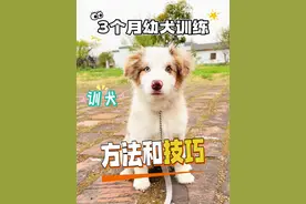 3个多月幼犬训练方法！ #边牧 #爱小狗的一百种方式 #万物可爱计划视频封面