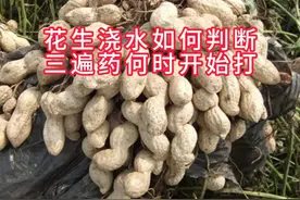 如何判断花生是否需要浇水？花生二遍药何时可以喷施？