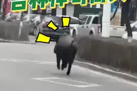 11月21日，吉林桦甸街头出现一头野猪，随后跑进小区。麻醉控制无效后，特勤中队民警成功将其击毙。#野猪 #吉林 #秀我中国视频封面
