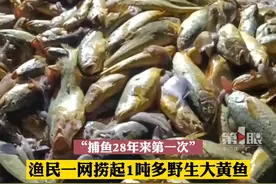 1月14日，宁波象山，#渔民一网捞1吨多野生黄鱼以957万天价成交，船员直呼“我们老大发财了”！简直运气爆棚！视频封面