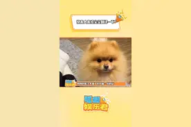 狗:这人真没灵性 #狗狗 #可爱视频封面