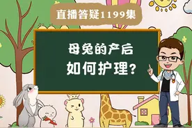 母兔产后如何护理？#宠物兔视频封面