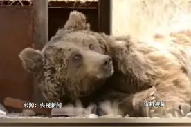 近日，中国林科院专家在新疆野外科考工作中首次发现新疆伊吾县有戈壁熊分布，这也是在新疆首次发现戈壁熊活动。研究表明，戈壁熊仅分布 于蒙古国大戈壁保护区A区，数量仅存50余只，极度濒危。该保护区与我国内蒙古阿拉善盟额济纳旗、新疆哈密市伊吾县、甘肃酒泉市肃北县接壤 。#戈壁熊 #极度濒危 #珍稀程度堪比大熊猫视频封面