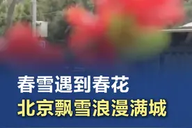 春雪遇到春花 【#春雪遇到春花  北京飘雪浪漫满城】3月15日下午，北京市不少区域都出现了纷纷扬扬的雪花。春天飘落的雪花遇到初绽的朵朵春花，更添浪漫与动人！请欣赏丰台区西四环附近的醉人春意！#北京下雪视频封面
