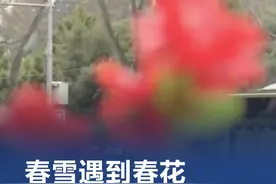 春雪遇到春花 【#春雪遇到春花  北京飘雪浪漫满城】3月15日下午，北京市不少区域都出现了纷纷扬扬的雪花。春天飘落的雪花遇到初绽的朵朵春花，更添浪漫与动人！请欣赏丰台区西四环附近的醉人春意！#北京下雪视频封面
