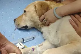 狗狗全身多处肿瘤无法医治，每日每夜疼得吃不了东西睡不着觉！主人忍痛选择安乐让它解脱“看它慢慢躺下闭上眼睛 心痛到无法呼吸 来世希望你做一只健康的毛孩子吧”#狗狗 #再见视频封面