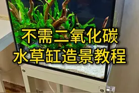无需二氧化碳的水草缸造景，详细的开缸教程，以后会一直更新#鱼缸造景 #水草缸 #开缸 #水族视频封面