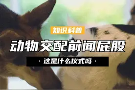 为什么动物在交配前，会先闻闻对方的屁股？这是什么仪式吗？ （3）#动物繁衍 #动物的迷惑行为 #涨知识视频封面