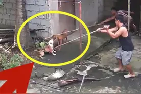 2条狗疯狂撕咬小山羊！扯着嗓子发出惨叫，主人最后姗姗来迟视频封面