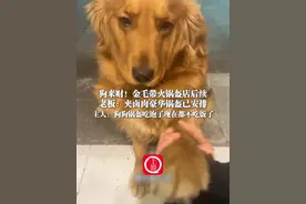 狗来财！金毛带火锅盔店后续 1月13日（受访），重庆合川，#狗来财！金毛带火锅盔店后续 老板：夹卤肉豪华锅盔已安排，主人：狗狗锅盔吃饱了现在都不吃饭了视频封面