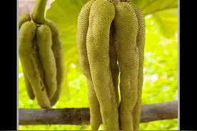长得像毛毛虫的水果，虽然外表奇葩但是吃起来非常软糯香甜 #软糖蠕虫果 #号角树 #涨知识视频封面