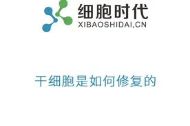 细胞时代：干细胞是如何修复的#干细胞 #干细胞修复 #细胞时代视频封面