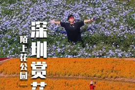一口气走遍三大花海，深圳的粉黛花开了！ 详细攻略来了～视频封面