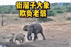 街溜子大象欺凌弱小，人兽共愤，犀牛跟大象体型差这么大么视频封面