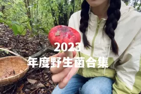 那些生长在云南热带雨林的野生菌，雨天采菌 #沉浸式 #采蘑菇视频封面