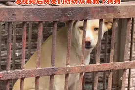 女子看到路边笼子里哺乳期的#狗狗 ，虽然害怕得发抖还一直对路人“讨好地笑”，将视频发到网上后，#好心 的网友们纷纷众筹救下了狗狗。#总有温暖在身边 #暖心视频封面