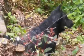 男子被困山中三天小狗不离不弃，顺着犬吠声，救援人员找到已半昏迷的他。#热点知多少 #狗狗视频封面