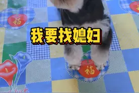 抖音里的雪纳瑞妻妾成群，现实中的地出溜单身狗命。#我家毛孩子 视频封面