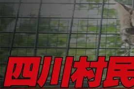 四川村民捡到野猫，长相可爱性情凶疑是豹子，专家表示身份不简单 #动物科普#野生动物#猫#猫豹#涨知识