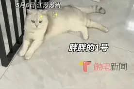 5月6日，父母被封控在外地，13岁男孩独自在家生活了66天，把自己和猫狗养胖了#萌娃 视频封面