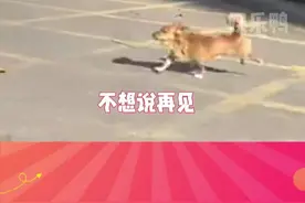 狗：你有没有为谁拼过命 #宠物  #狗狗  #搞笑  #乌龙