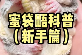 新手养蜜袋鼯前先看这个！不要冲动！了解清楚在饲养！#蜜袋鼯 #萌宠 #蜜袋鼯新手指南 #蜜袋鼯日常 #蜜袋鼯训练