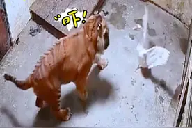 大鹅：动物园乱不乱，我说了算！ #搞笑配音 #反转 #看一次笑一次视频封面