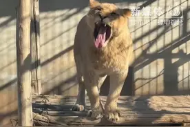 猪和狮子相遇会发生什么? 它们相处的很融洽!
#神奇动物在这里#动物也有爱#动物趣事#万万没想到视频封面