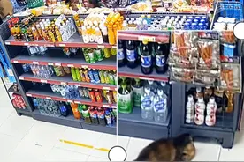 流浪猫“0元购”逛超市，猫：这家店不错，给孩子安个家，网友：女老板人美心善，想不发财都难 #流浪猫 #猫咪 #猫咪的迷惑行为 #万万没想到 #惊不惊喜意不意外视频封面