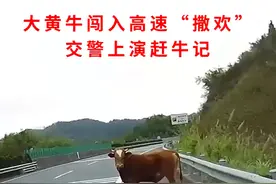 大黄牛闯入高速“撒欢”  交警上演赶牛记 #郴州#安全出行  视频封面