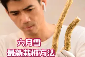 六月雪下山桩种植成活率非常非常高的方法 这个种桩方法适合所有下山桩#盆景 #六月雪盆景 #下山桩种植 #盆景种植 #盆景制作视频封面