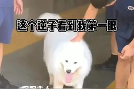 萨摩减肥期间跑到消防队 狂“炫”10根火腿肠#萌宠 视频封面