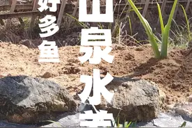 山泉水养鱼第14期，鱼池养了一百多条鱼#山泉水 #养鱼 #古法养鱼 #流浪鱼池 #我的乡村生活视频封面