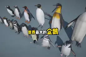 你知道世界最大的企鹅有多大吗 你知道世界最大的企鹅有多大吗#视频封面