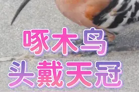 游猴岛意外看见啄木鸟，头戴天冠不停啄食煞是好看，不躲闪只干活视频封面