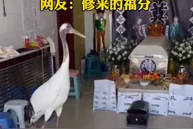 4月15日辽宁，老人辞世家中来了一只丹顶鹤，网友：修来的福分！视频封面