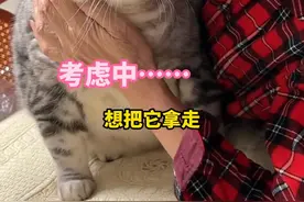 为了争夺小猫咪，“饲养员”现场“画大饼”，猫咪：“对不起，姥姥给的太多了”#猫 #萌宠 #搞笑 视频封面