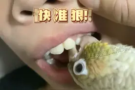 11月19日(发布)湖南，鹦鹉帮孩子拔牙一秒解决，快准狠！妈妈：自己家养的，不存在鹦鹉热，它是怎么知道拔哪颗牙的？来源@🌈摆摊卖童装の小仙女丶  #鹦鹉拔牙  #拔牙视频封面