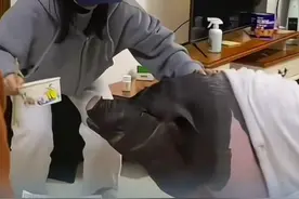 女子在家中养300斤宠物猪，会自己上厕所，什么都吃，“除了大一点之外什么都好。”#宠物猪