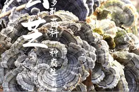 云芝，喜欢长在腐木桩上，很多人拿它不当回事， 村里老先生看到它，就帮它采回家！#云芝 #灵芝 #野生菌 #野生云芝 #药用菌视频封面