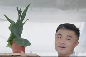 耐阴植物来喽！不需要阳光也能长得好？视频封面