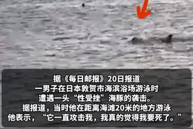 #日本男子游泳疑遭性受挫海豚袭击  外媒称日本一男子在海边游泳时，遭一头“性受挫”海豚袭击，专家：海豚可能是因被逐出海豚群，为寻求“替代陪伴”因而出现异常行为视频封面