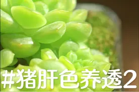 温度合适的情况下，肉肉服盆的速度还是非常快的 #多肉植物 #多肉养护 #多肉上盆 #多肉种植 #多肉浇水视频封面