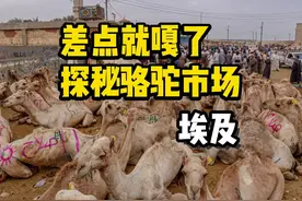 差点就嘎了，探秘非洲最大骆驼交易市场，埃及最震撼的露天市场