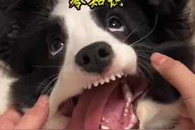 边牧冷知识 #边牧 #萌宠出道计划 #宠物