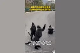 一看就不是峨眉山的猴子，小猴排着队举手礼貌讨食视频封面