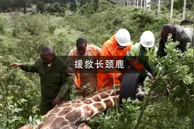 长颈鹿妈妈主动寻求人类帮助，救援自己的孩子！#神奇动物在抖音视频封面